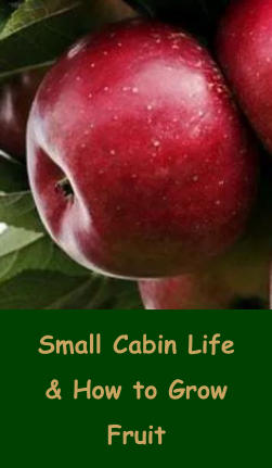 Small Cabin Life & How to Grow Fruit