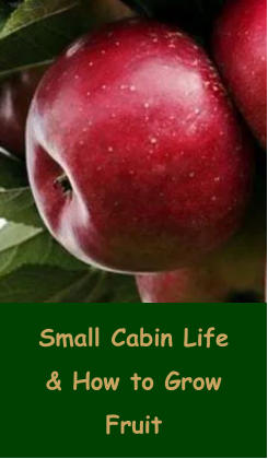 Small Cabin Life & How to Grow Fruit